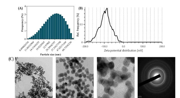 Characterization of conjugated nanoparticles (PF-AuNPs) between phlorofucofuroeckol-A (PF) and gold ion. (A) Dynamic light scattering (DLS) particle size distribution of PF-Au NPs; (B) Zeta potential of PF-AuNPs; (C) FE-TEM image of PF-AuNPs