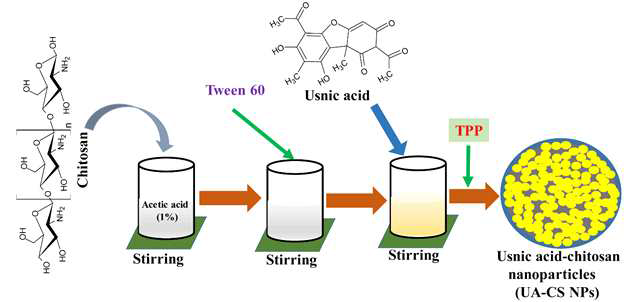 Diagrammatic representation of preparation of the usnic acid-chitosan conjugates (UA-CS)