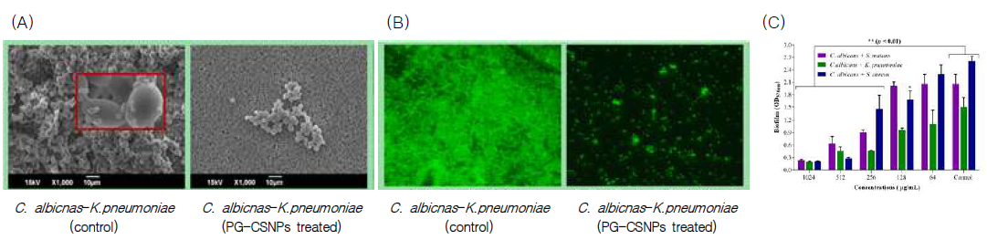 PG-CS application for inhibiting the Candida albicans-bacteria mixed biofilm. (A) SEM image of the biofilm cells treated with PG-CSNPs; (B) Fluorescent image of the biofilm cells treated with PG-CSNPs; (C) Inhibition of Candida albicans-bacteria mixed biofilm by PG-CSNPs