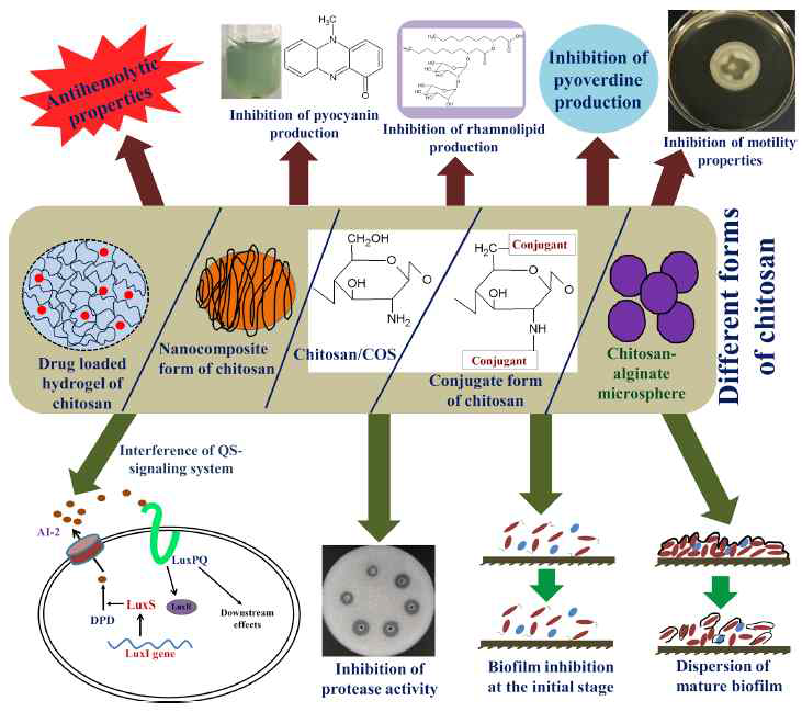 Anti-biofilm and anti-virulence properties of various forms of chitosan
