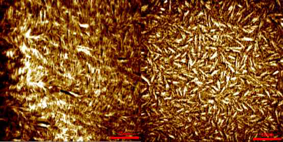 AFM을 통해 분석한 풀링 액상 자기조립 박테리오파지의 Cholesteric 액정 나노 구조물 표면 이미지