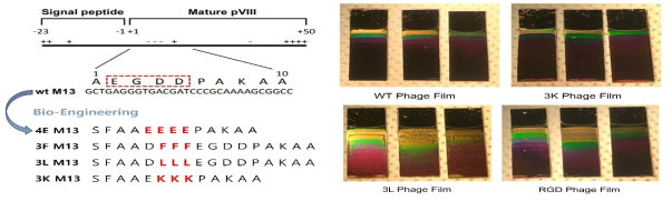 Bacteriophage 표면 펩타이드에 따른 형성된 박막의 차이