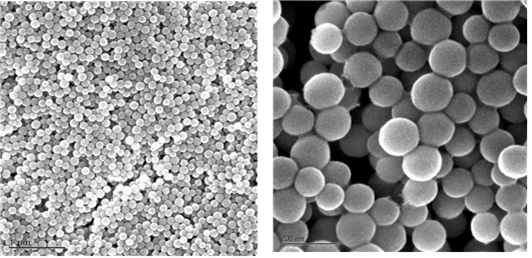 SEM image of silica nanoparticles