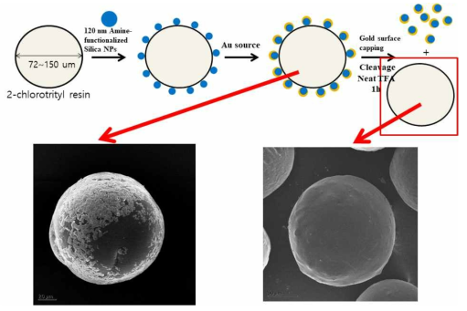 Cleavage of Au coated silica NPs from resin