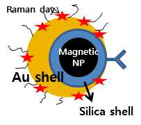 MNP@SiO2를 이용한 비대칭 나노입자