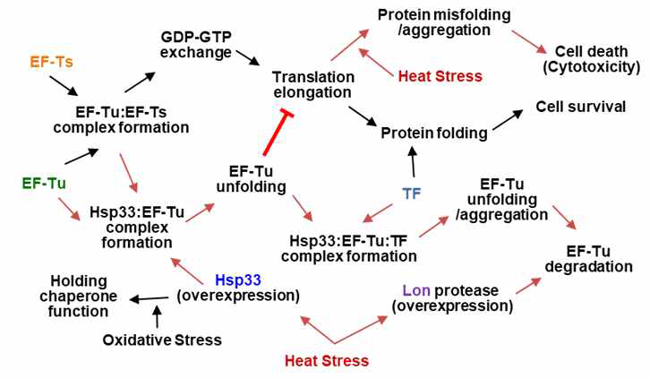 단백질 항상성 유지를 위한 EF-Tu 조절 샤페론 네트위크의 생물학적 의미