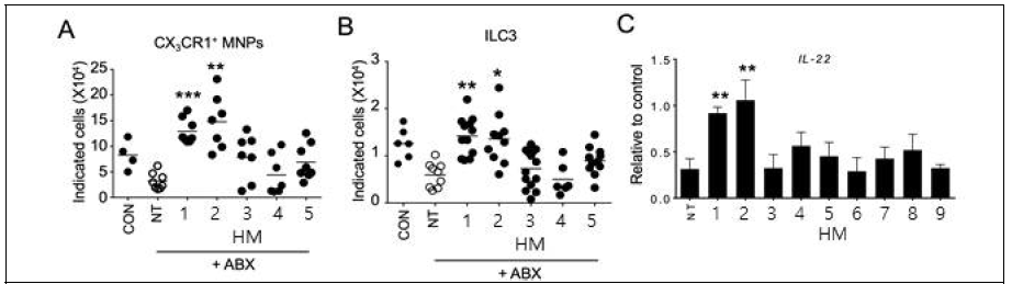 장내 미생물에 의한 장관 내 면역세포 분포의 변화. 단독집락형성 마우스의 장에서 확인된 CX3CR1+ MNP (A), ILC3 (B) 면역세포 및 장 조직에서의 IL-22 발현 (C)