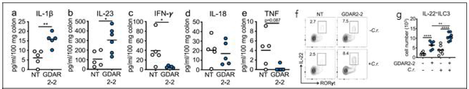장관 염증을 저감하는 장내 미생물의 단일 집락 형성에 의해 변화된 장관 조직 내 cytokine 분비 및 면역세포 IL-22+ILC3 분포. (a-e) colon tissue explant를 통해 분석 (f,g) Flow cytometry를 통한 면역세포 분석
