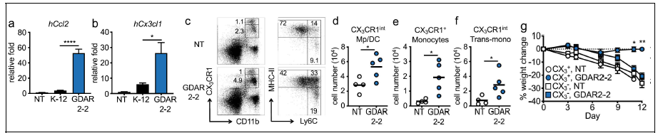 장관 염증을 저감하는 장내 미생물에 의한 chemokine 발현 조절 및 증가된 CX3CR1 발현하는 면역세포를 통한 장관 면역 조절 (a, b) gene expression by colon tissue (c-f) GDAR2-2 colonized mice에 Citro. infection 후 CX3CR1+ MNP의 변화 (g) GDAR2-2의 장관 염증 조절능에서 CX3CR1+ cell의 역할