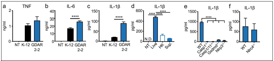 장내 미생물의 염증 조절능에 따른 골수유래 대식세포로부터 cytokine 분비 및 기작. (a-c) cytokine production by BMDM cultured with K-12, GDAR2-2. (d) IL-1b production by BMDM cultured with live GDAR2-2, heat killed-GDAR2-2, supernatants from GDAR2-2 culture. (e, f) IL-1b secretion by intact or caspase singal knockout BMDM