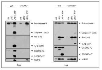 정상 및 GSDMD 결핍 대식세포에서 인플라마좀 활성화 검증