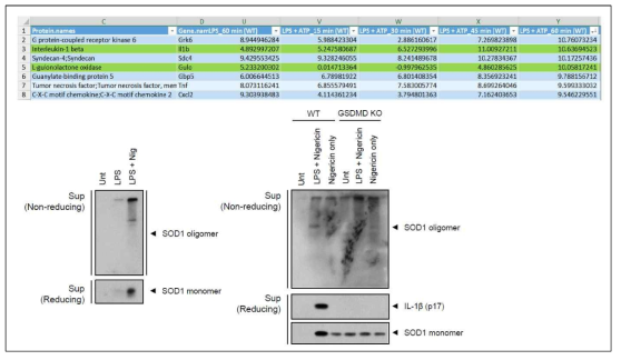 인플라마좀 활성 의존적 분비체에서 SOD1 발굴 및 검증
