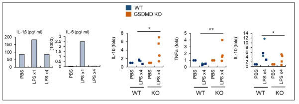 GSDMD 결손 마우스에서의 LPS tolerance 약화