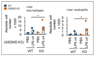 반복적 저농도 LPS 투여에 의한 GSDMD 결손 마우스 조직에서의 염증 증가 확인
