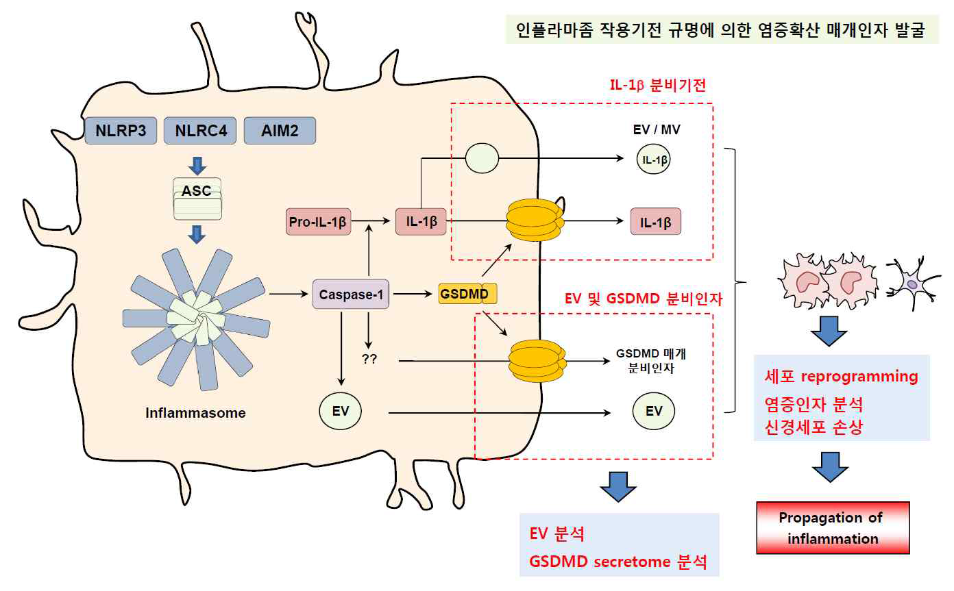 연구개요: 인플라마좀 매개 EV 및 GSDMD 분비인자를 통한 염증 확산기전 규명