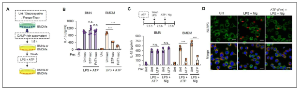 DAMP 상등액 및 ATP 전처리에 의한 대식세포에서의 NLRP3 desensitization