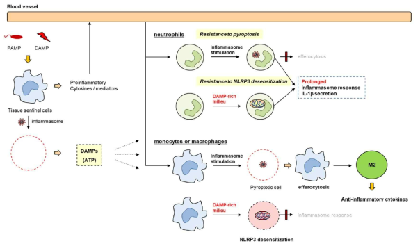 대식세포와 호중구의 염증조직에서의 선별적 인플라마좀 매개 염증반응