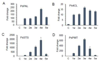 스트로브잣나무에 피노실빈 합성에 직접 관여하는 4개의 유전자들을 재선충 접종 후 감염시기별로 qPCR분석
