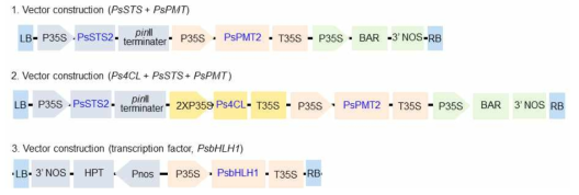 피노실빈 합성 관련 유전자를 이용하여 스트로브 잣나무 및 잣나무 형질전환 캘러스 개발을 위한 벡터 제작