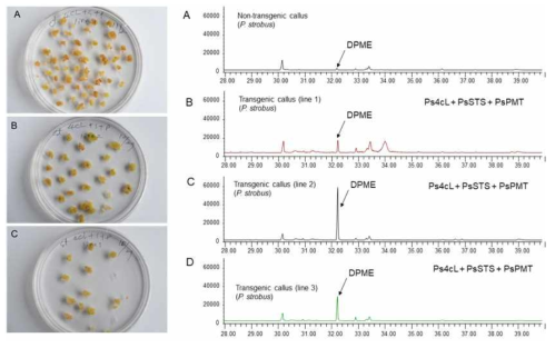 Ps4CL+PsSTS+PsPMT 유전자가 도입된 형질전환 스트로브잣나무 캘러스 개발 (왼쪽) 및 형질전환 캘러스에서 피노실빈 유토체인 DPME 합성 증가를 확인 (오른쪽)