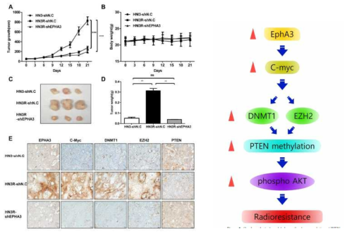 두경부 재발암모델에서 EphA3 에 의한 방사선 저항성 획득 기전 (Biomolecules 2021)