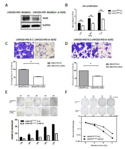 HPV positive 모델에서 SOX2 의 역할