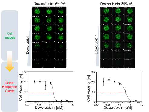 Doxorubicin 항암제 감수성 평가 (민감군 vs 저항군)