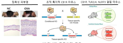 동물모델 구축