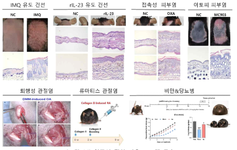 염증성 질환 마우스 모델 구축