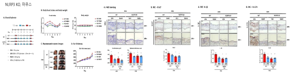 NLRP3 결핍에 의한 접촉성 피부염의 염증반응 조절
