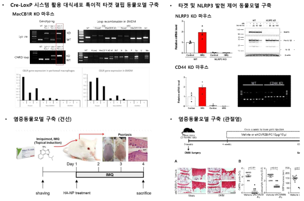 동물모델 구축