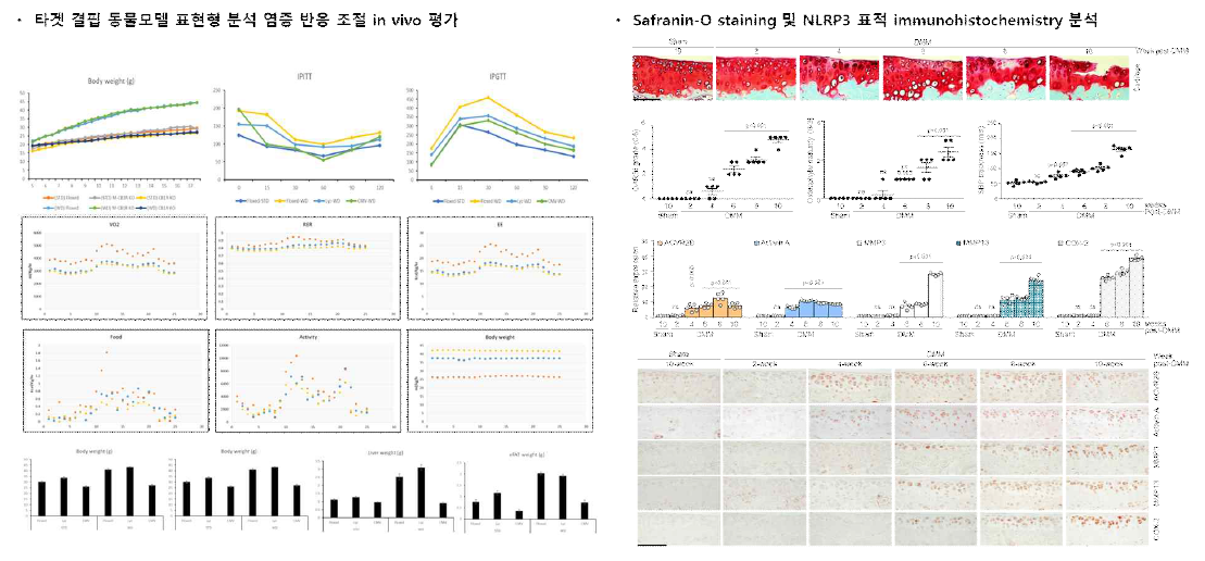 동물모델 표현형 분석 및 염증 반응 조절