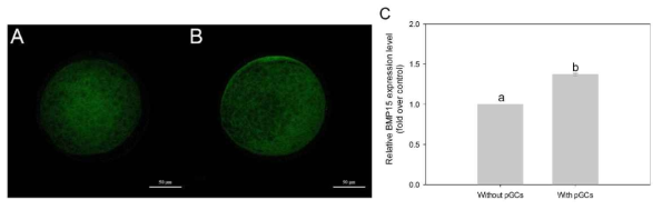 Effects of porcine ovarian granulosa cells (pGCs) encapsulated in a 3D 1% (w/v) agarose matrix during in vitro maturation, on translational regulation of BMP15 in porcine MII oocytes