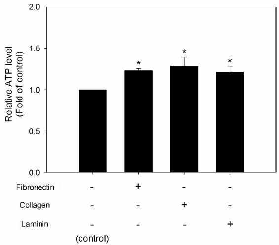 Comparison of intra‐oocyte ATP levels in mature oocytes produced by in vitro maturation (IVM) using agarose matrices supplemented with fibronectin, collagen, or laminin. *p < 0.05