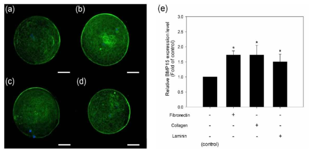 Comparison of BMP15 expression levels in mature oocytes produced by in vitro maturation (IVM) using agarose matrices supplemented with fibronectin, collagen, or laminin. *p < 0.05