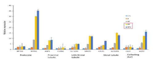 분화된 신장 오가노이드의 신장 특이 유전자 발현 양상