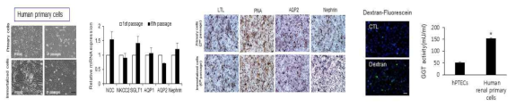 사람의 신장세포주의 모양, 유전자, 단백질 발현 양상 및 신장 특이적 기능 분석