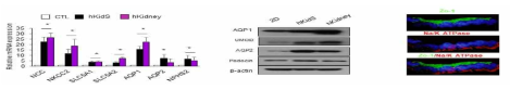 사람의 3차원적 신장세포체에서의 신장 특이 유전자 (왼), 단백질 (가운데) 및 세포 polarity 양상 (오)