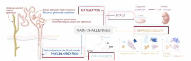 현재까지 보고된 체외 신장 유사체 모델의 극복해야할 점