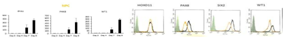 만능줄기세포로부터 NPC 분화 유도 후 유전자과 단백질의 발현 양상