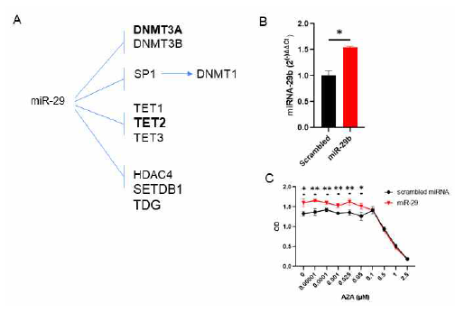 miR-29에 의해 조절되는 epigenetic modifier gene들과 AZA 약물감수성 미치는 효과 A) 지금까지 알려진 miR-29 타겟 유전자중 특별히 epigeneic modification과 연관된 유전자들. B) SKM-1 세포주에 miR-29b 발현 벡터를 안정적으로 도입한 후 real-time qRT-PCR를 통해 miR-29b의 증가여부 확인. 약 1.5배 증가 함. C) miR-29b의 추가적인 발현이 AZA의 세포증식 억제에 미치는 영향 파악