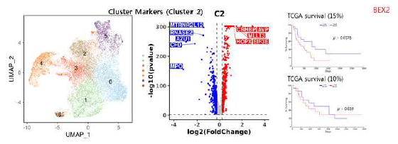 single cell transcriptome 분석을 통한 treated 2ndary AML에서의 venetoclax 반응성 예측 인자의 규명 (진행 중) :Hematopoietic stem cell (HSC) cluster 2에서 BEX유전자 발현의 차이를 보임이 확인됨