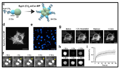 Syph (Ct)2-mCer-MP의 LLPS droplets 형성과 LLPS 성질 확인