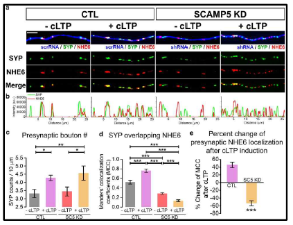활성 의존적 상황에서도 SCAMP5 단백질에 의해 조절되는 NHE6 발현 위치