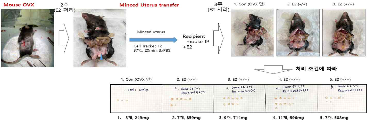 동종 이식법을 이용한 자궁 내막증 동물 모델 구축