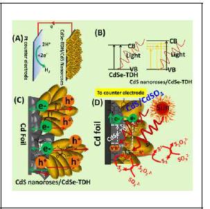 Schematic of photogenerated charge carrier transfer processes in the CdS NR/CdSe-TDH-4h heterojunction photoanode
