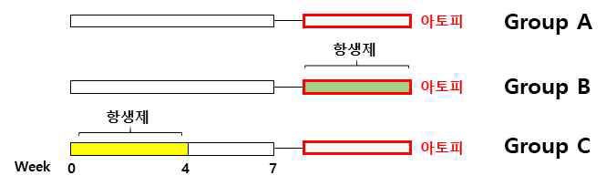 항생제 투여 시기 다양화 아토피 피부염 모델