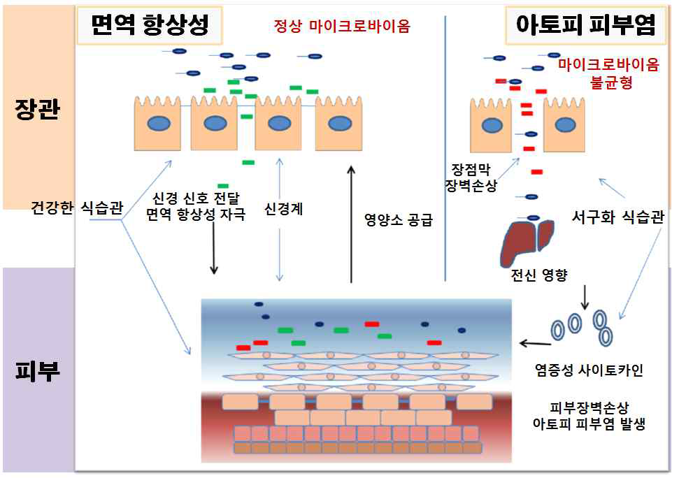 장관 마이크로바이옴을 활용한 장관과 피부의 면역항상성 촉진 기전 제시