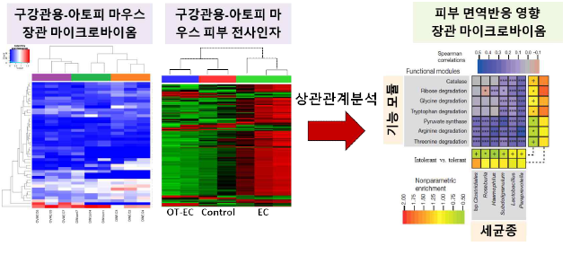 구강관용-아토피 피부염 마우스 모델에서 선별되는 장관세균종과 피부면역반응 상관관계분석