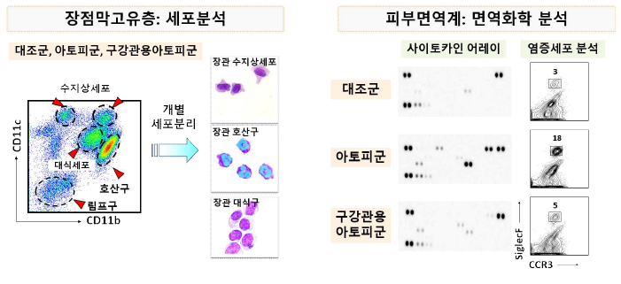 구강관용-아토피 피부염 마우스에서 장관·피부 면역 상호작용 변화 분석